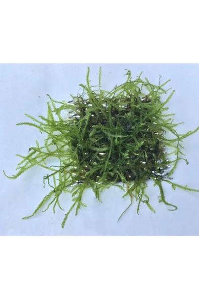 BIO AQUATIC Java Moss 5x5 Cm Akvaryum Zemin Ve Dekor Süsleme Bitkisi. - 3