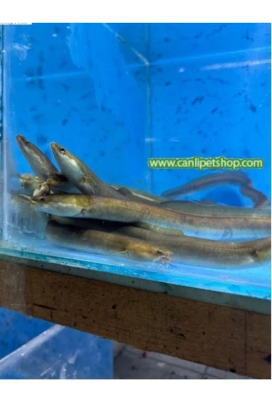 canlipetshop anguilla anguilla european eel tüm türler ile uyumlu cins