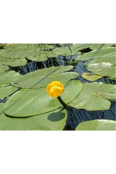 canlipetshop Nilüfer Nuphar Japonica Su Üstü Bitkisi Soğan Halinde - 3