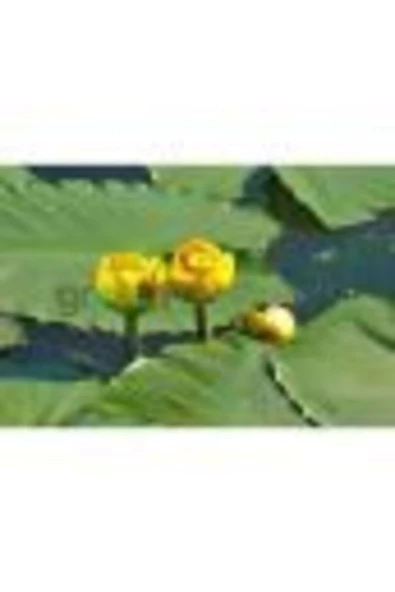canlipetshop Nilüfer Nuphar Japonica Su Üstü Bitkisi Soğan Halinde 2 Adet
