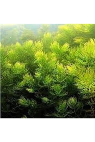 StorePGS Akvaryum Bitkisi (ceratophyllum Demersum) - 2