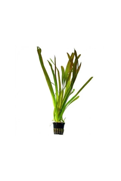 TROPİKAL Vallisneria Nana (saz) 1 Saksı