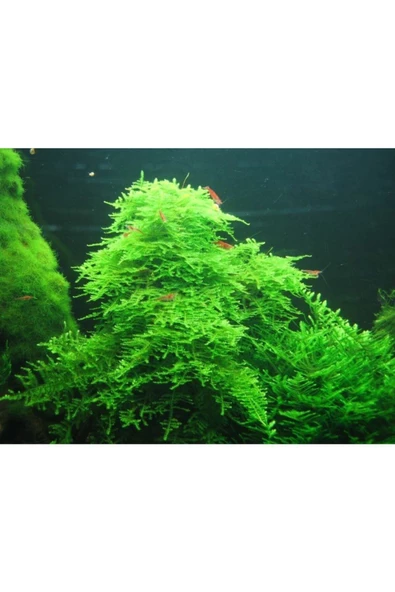 EMAAVM Akvaryum Bitkisi Christmas Moss Canlı Güzel Form Dolu Dolu 1 Cup - 2