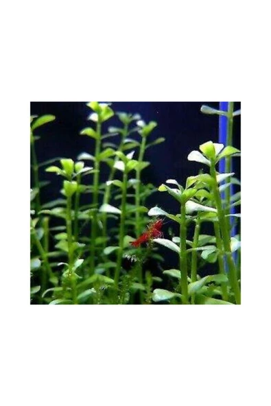 TROPİKAL Bacopa Monnieri 10 Adet - 2