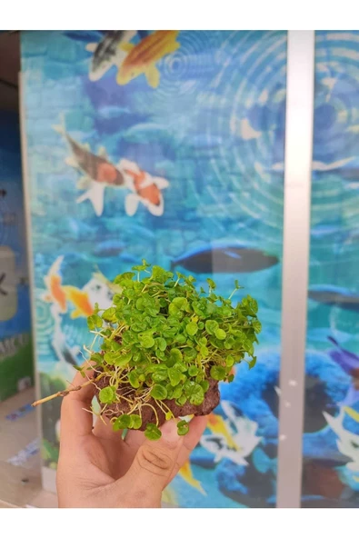 canlipetshop Dichondra Repens "kayaya Tutturulmuş" - 3