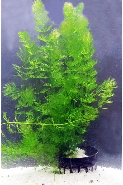 StorePGS Akvaryum Bitkisi (ceratophyllum Demersum) - 3