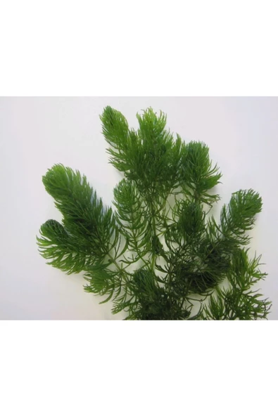 BabelHome Ceratophyllum Demersum (TİLKİ KUYRUĞU ÇAM) Akvaryum Bitkisi - 5 Kök - 3