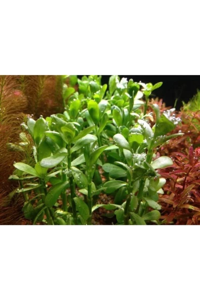 EMAAVM Akvaryum Bitkisi Bacopa Monnieri 5 Dal - Resim 3