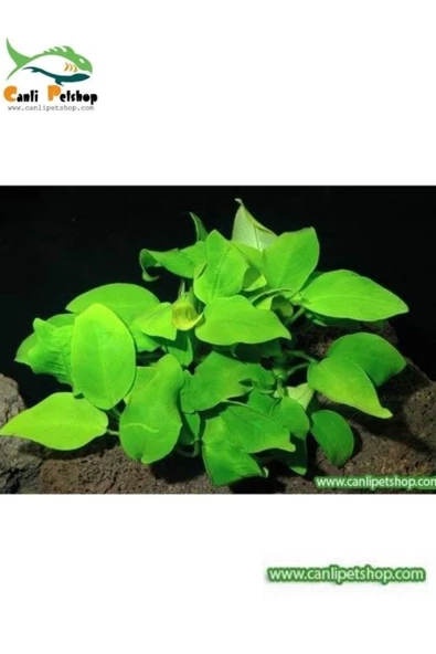canlipetshop Akvaryum Bitkisi Anubias Barteri Var Nana 1 Ad 3-4 Yapraklı