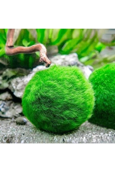 EMAAVM Marimo Şans Yosunu Moss Ball 3 4 cm Yosun Topu - 3
