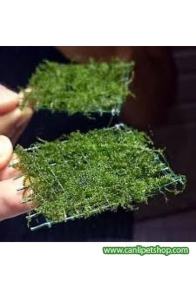 TROPİKAL Moss "java Moss" 3 Adet 5*5 Cm2 Yeni Sarım - 3