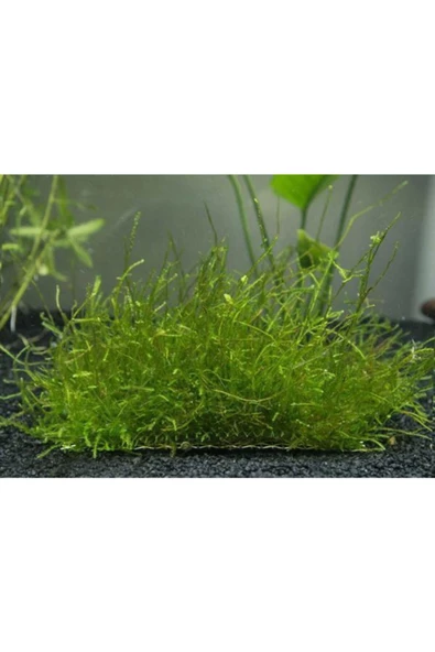 BIO AQUATIC Java Moss 5x5 Cm Akvaryum Zemin Ve Dekor Süsleme Bitkisi. - 2