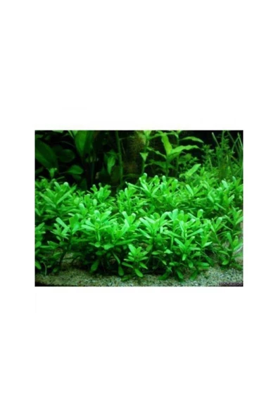TROPİKAL Bacopa Monnieri 10 Adet - 3