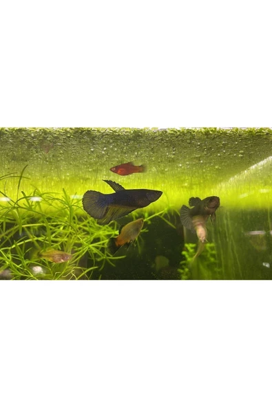 SU PERİSİ Lemna Minor / Su Mercimeği Su Üstü Bitkisi 20x10 - 2