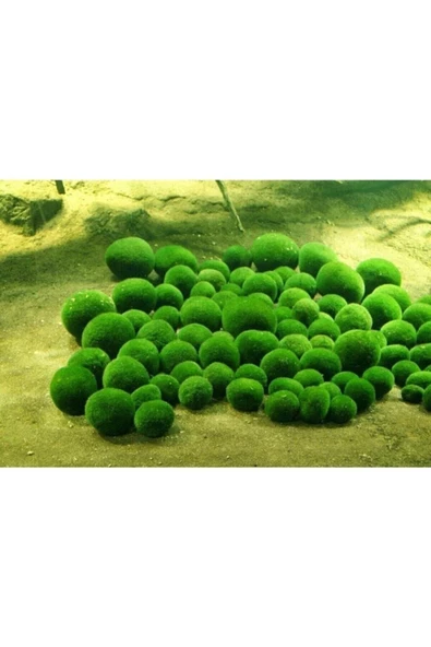 EMAAVM Marimo Şans Yosunu Moss Ball 3 4 cm Yosun Topu - 2