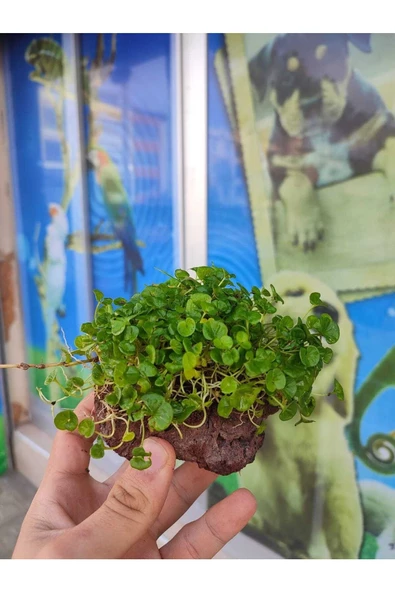 canlipetshop Dichondra Repens "kayaya Tutturulmuş"