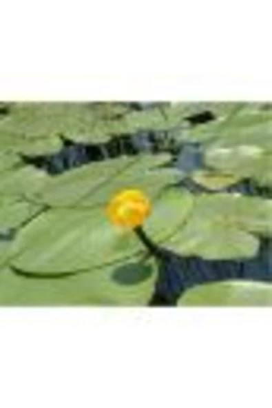canlipetshop Nilüfer Nuphar Japonica Su Üstü Bitkisi Soğan Halinde 2 Adet - 3