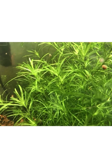 BIO AQUATIC Lepistes Otu Guppy Grass 5 Adet Canlı Bitki - 2