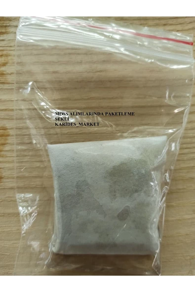 KARİDES MARKET 4-5 Cm Ağaç Diliminde Kütüğe Yeni Sarım Cameroon Moss Tasarımı Canlı Bitki - 3