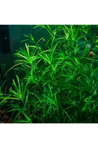 BIO AQUATIC Najas Guadulapensis (guppy Grass) Lepistes Otu 8 Adet - 2