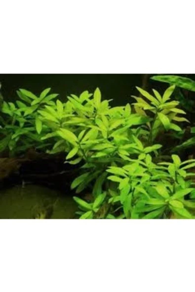 TROPİKAL Zeytin 5 Kök Bakımı Kolay - Resim 2