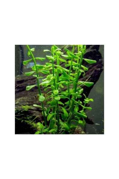 TROPİKAL Bacopa Australis 1 Saksı - Resim 2