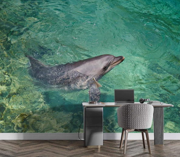 Deniz ve Yunus Balığı Temalı Duvar Kağıdı - Resim 3