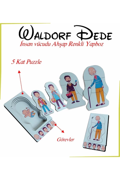 Ankebut Waldorf Dede İnsan Vücudu Ahşap Renkli Yapboz Yaşam Döngüsü