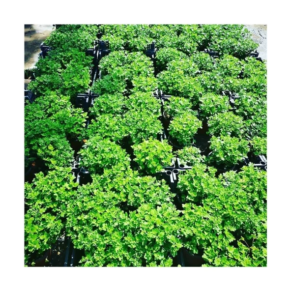 1 Adet Kasımpatı Fidanı Saksılı 10-30 cm Beyaz - Resim 2