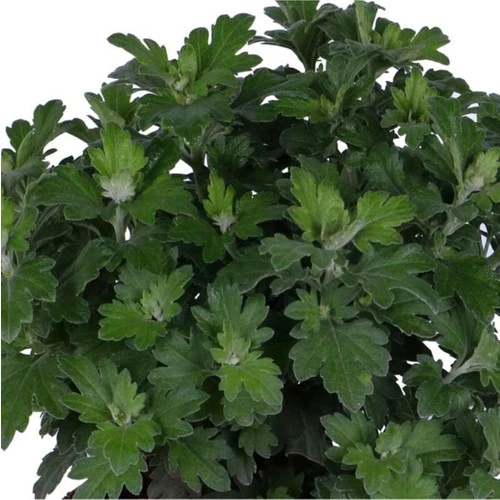 Sarı Renk 10-20 cm Kasımpatı Saksı’da (Chrysanthemum) - Resim 2