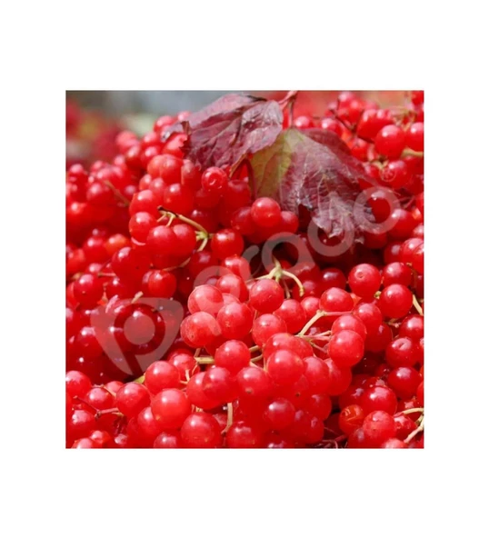 Prado Girabolu Meyvesi (GİLABURU, GİREBOLU) 10 Lt -5 kg Meyve GIRABOLU - 2