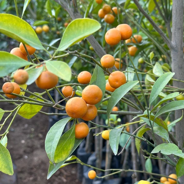 Yenilebilir Bol Meyveli Mini Süs Mandalina Fidanı, 130 Cm Üzeri Tüplü ve Aşılı