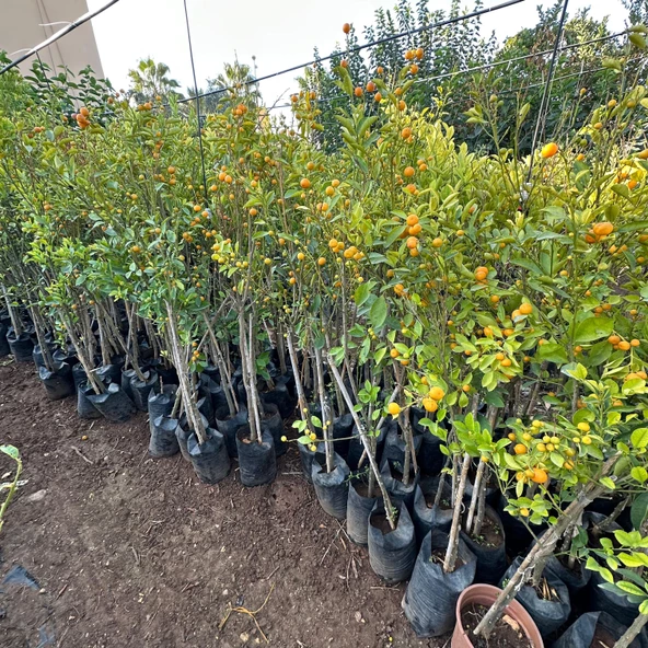 Yenilebilir Bol Meyveli Mini Süs Mandalina Fidanı, 130 Cm Üzeri Tüplü ve Aşılı - 4