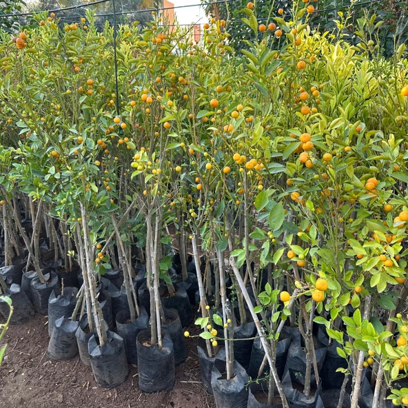 Yenilebilir Bol Meyveli Mini Süs Mandalina Fidanı, 130 Cm Üzeri Tüplü ve Aşılı - 2