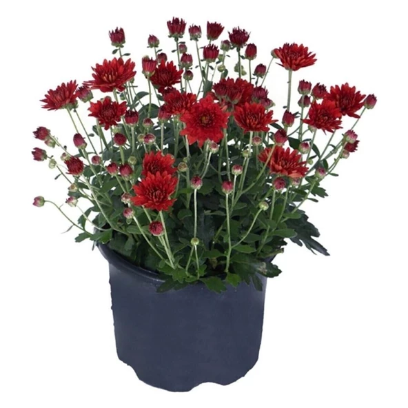 Krizantem Kırmızı Renk Kasımpatı Çiçeği 1 Adet Saksılı 15-30 cm - 1