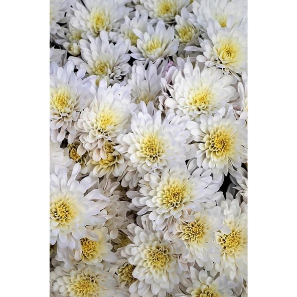 Saksılı Canlı Kasımpatı Çiçeği Beyaz 10-20 cm - 2