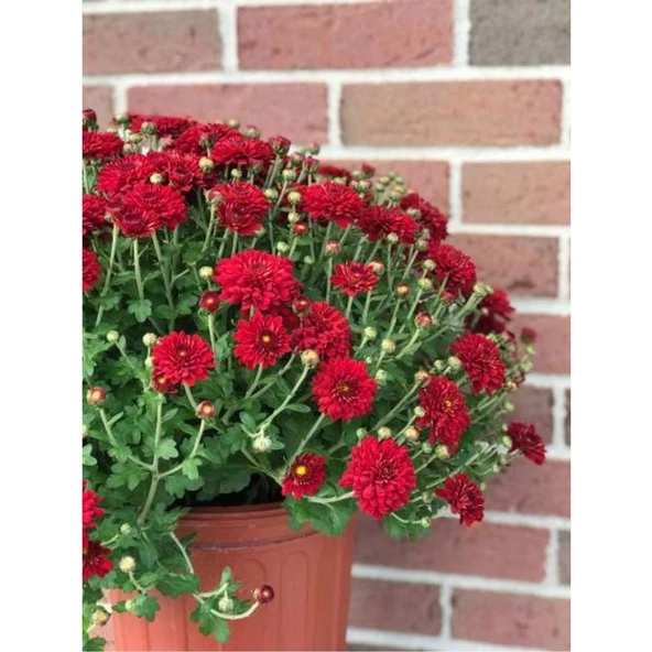 Krizantem Kırmızı Renk Kasımpatı Çiçeği 1 Adet Saksılı 15-30 cm - 3