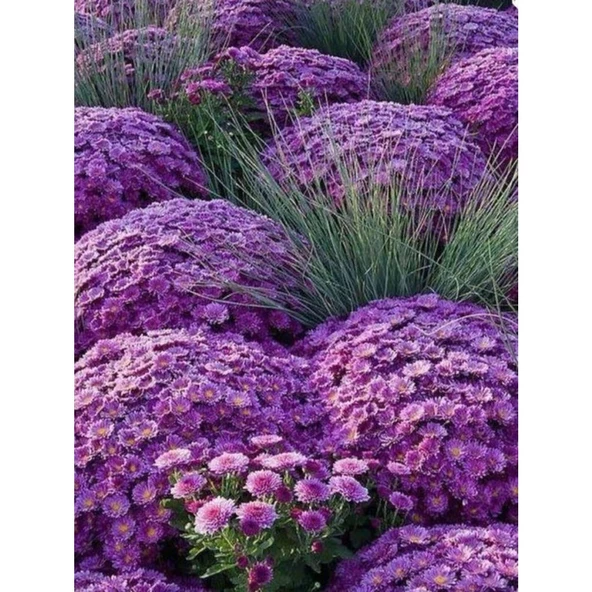 Teras Bitkisi Mor Renk Kasımpatı Çiçeği 1 Adet Saksılı 10-25 cm - Resim 3