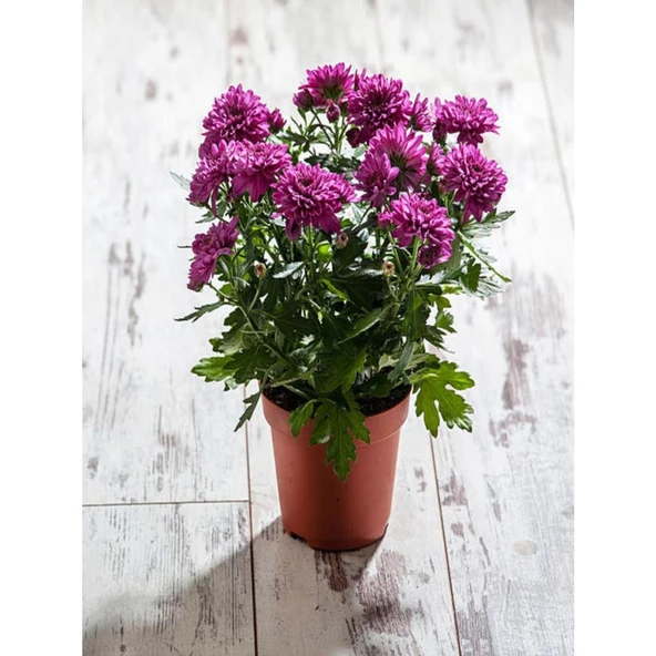 Teras Bitkisi Mor Renk Kasımpatı Çiçeği 1 Adet Saksılı 10-25 cm - Resim 2