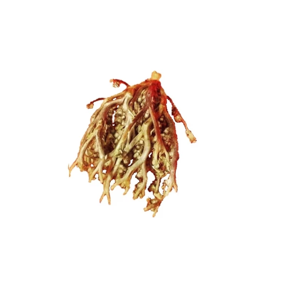 Meryem Ana Eli Otu (Fatma Ana Eli) Anastatika Hierochuntica 500 gr, Derya Eren - Resim 2