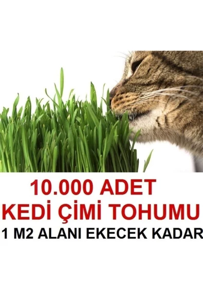 TohumGübre  Kedi Çimi Tohumu (ORTALAMA 10.000 ADET)