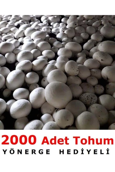 TohumGübre  2000 Adet Beyaz Şapkalı Kültür Mantarı Tohumu