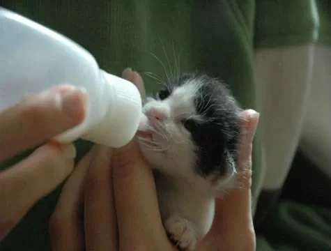 Yavru Kedi Ve Köpekler  İçin Pet Biberon Seti - 3