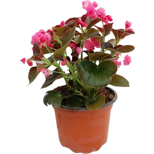 Begonia (Begonya Çiçeği) Pembe 10-20 cm - Resim 2