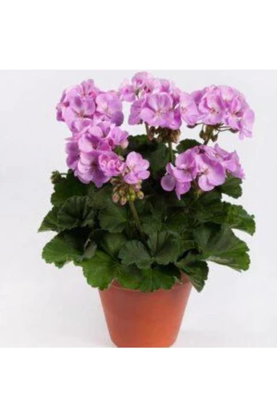 Potted Lilac Geranium Flower Lila Sardunya Çiçeği 10-20 Cm