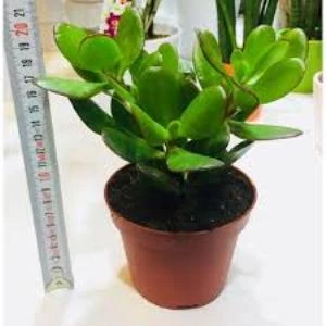 Money Flower Succulent Para Çiçeği Sukulent 10-20 cm