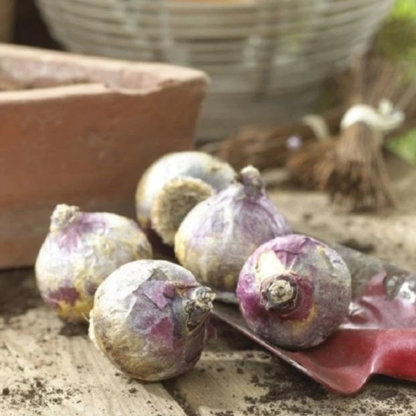 Blue Pearl Kokulu Sümbül Soğanı (3 adet) - Resim 2