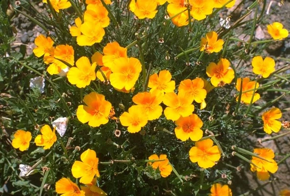 Sarı Bodur Kaliforniya Gelincik(Papaver) Çiçeği Tohumu(100 tohum)