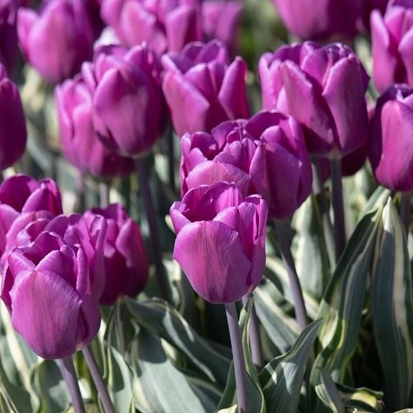 Purple Flag Lale Soğanı (4 Soğan) Özel Çeşit