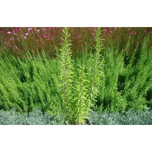 Biberiye Fide Fidanı 20-30 Cm 5 Adet Rosmarinus Officinalis - Resim 2